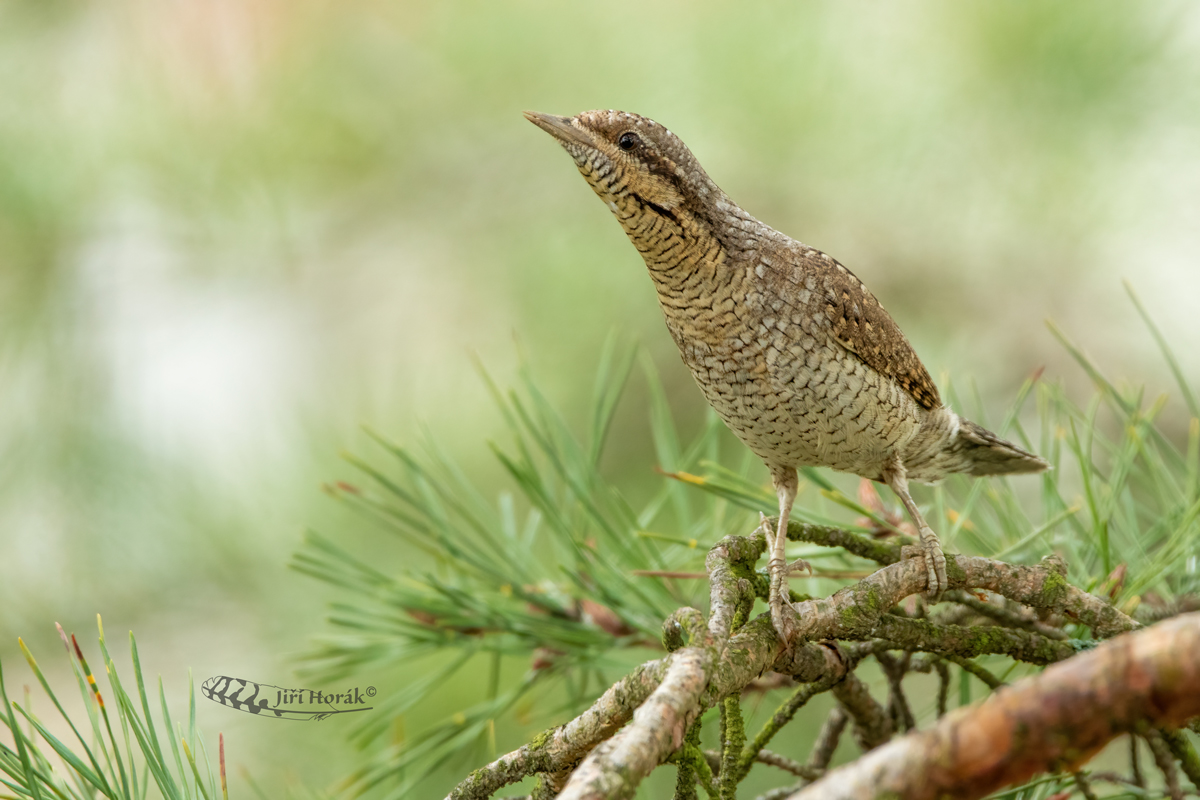 Krutihlav obecný | Jynx torquilla | Eurasian Wryneck