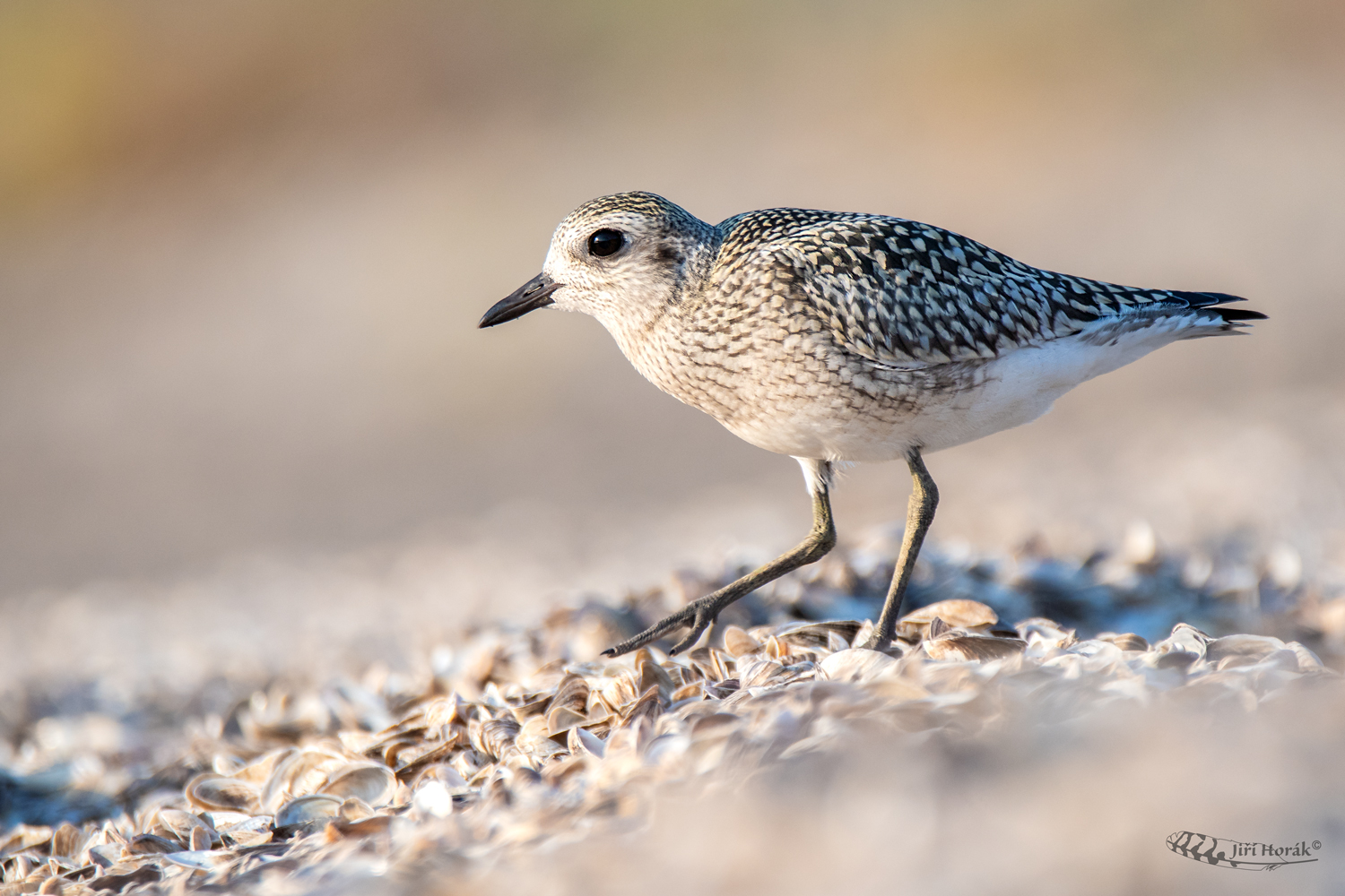Kulík bledý | Pluvialis squatarola | Grey Plover