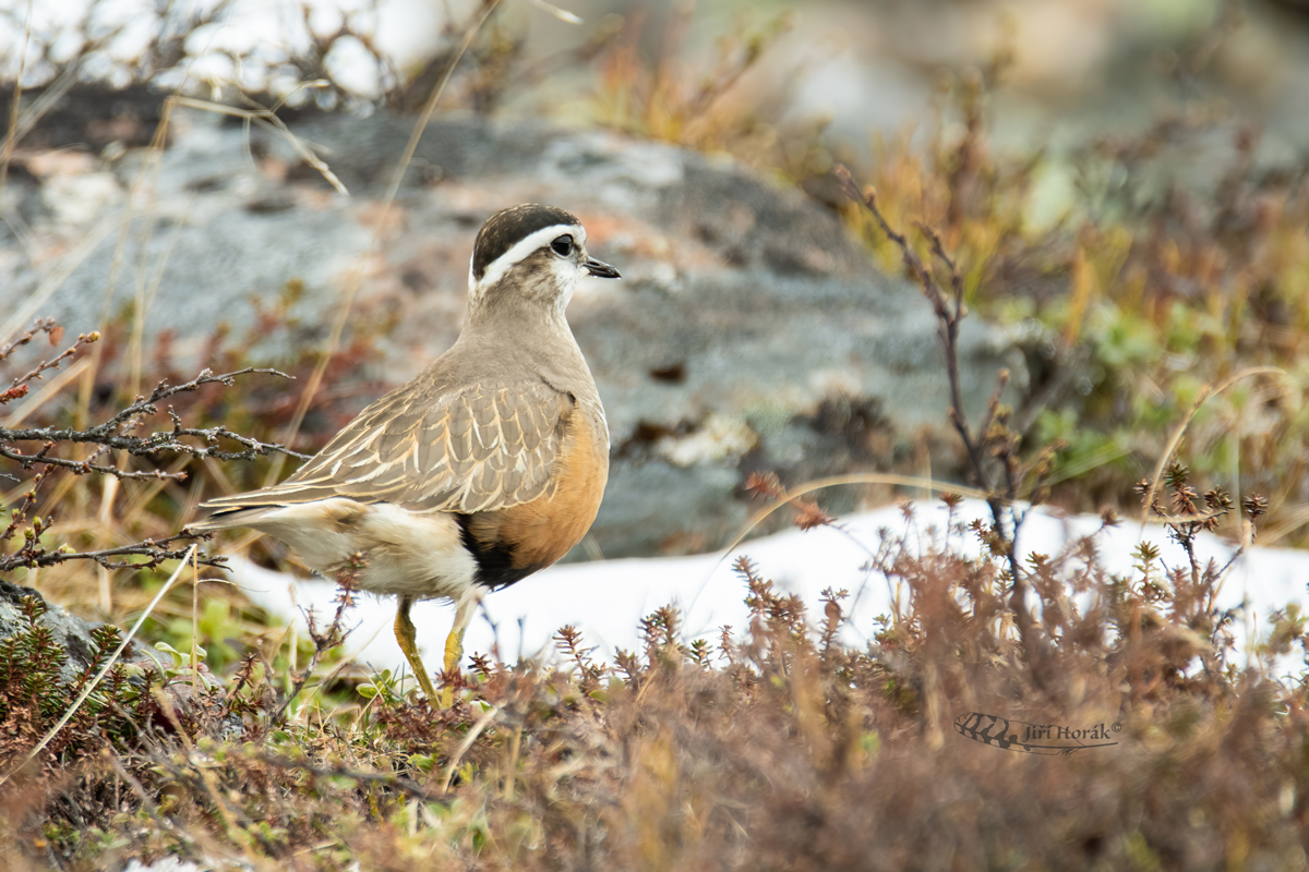 Kulík hnědý | Charadrius morinellus | Dotterel