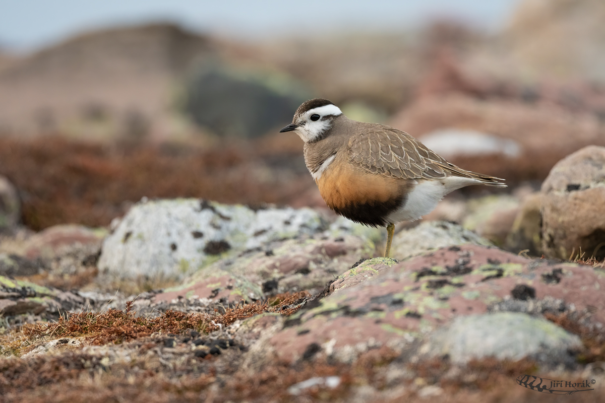 Kulík hnědý | Charadrius morinellus | Dotterel