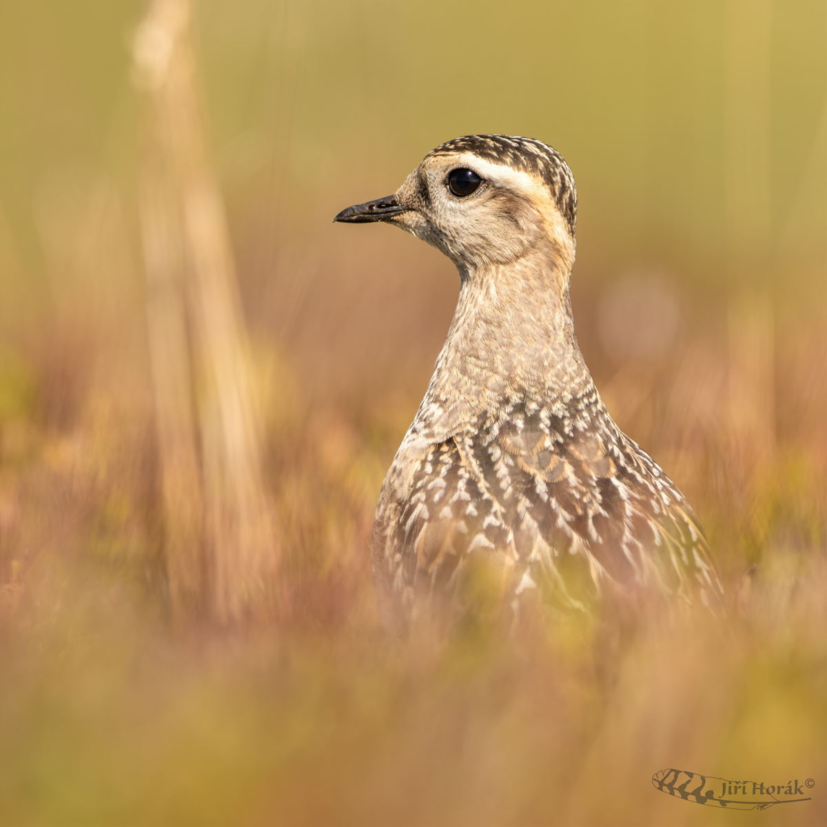 Kulík hnědý juvenilní | Charadrius morinellus | Dotterel