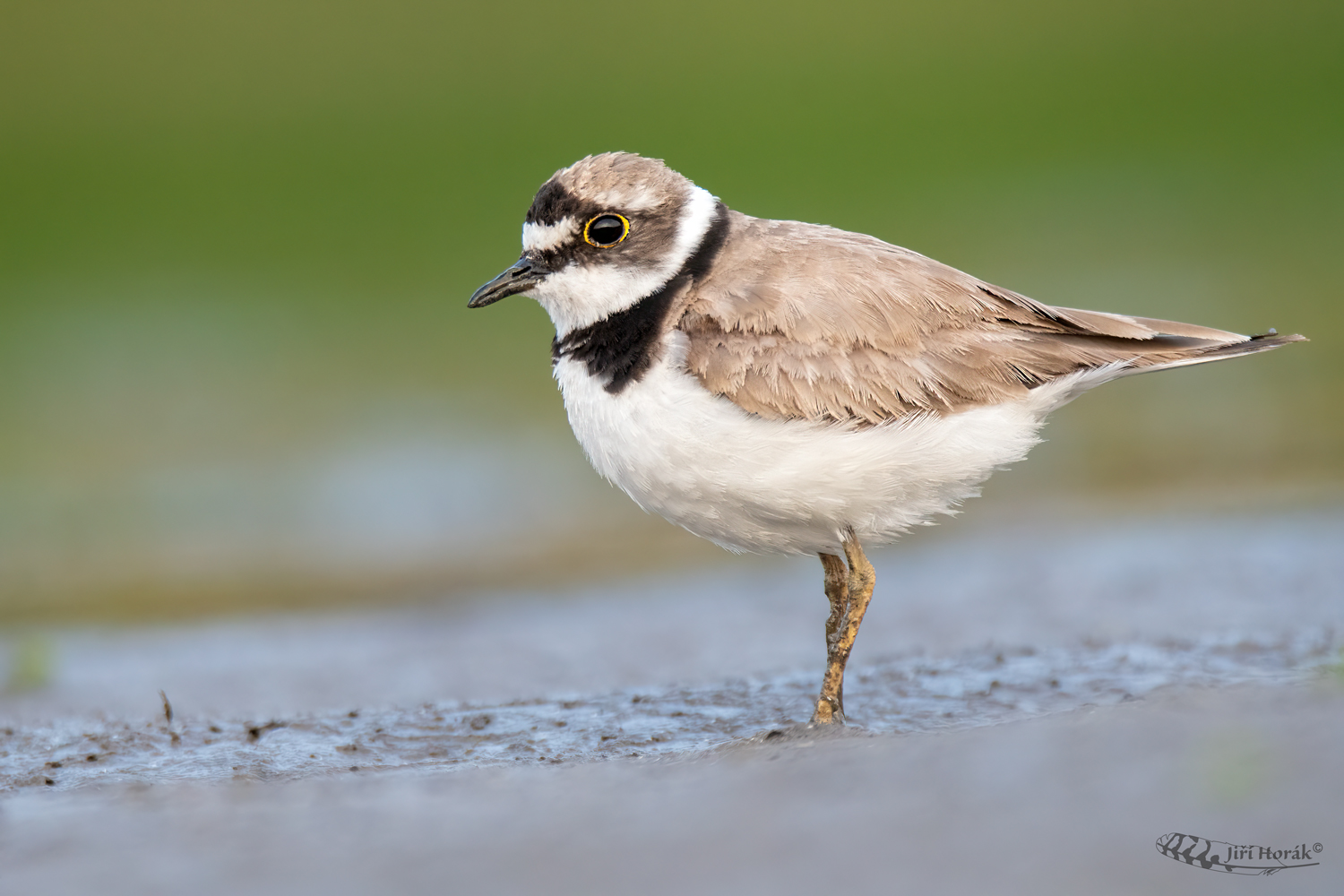Kulík říční | Charadrius dubius | Little Ringed Plover