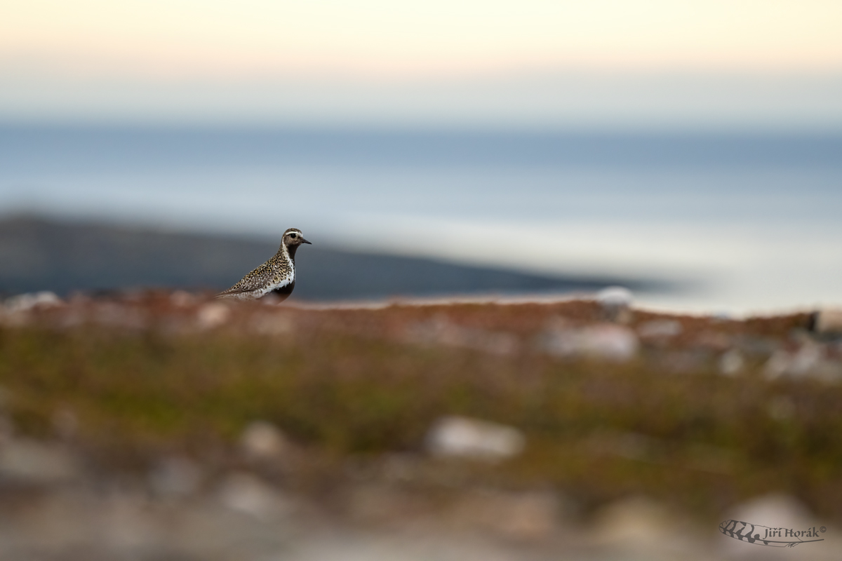 Kulík zlatý | Pluvialis apricaria | Golden Plover