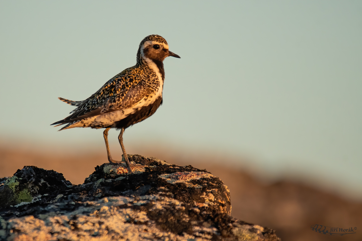 Kulík zlatý | Pluvialis apricaria | Golden Plover