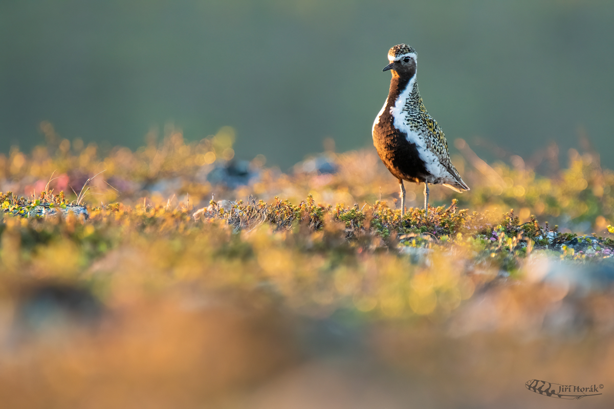 Kulík zlatý ve zlaté hodince | Golden Plover