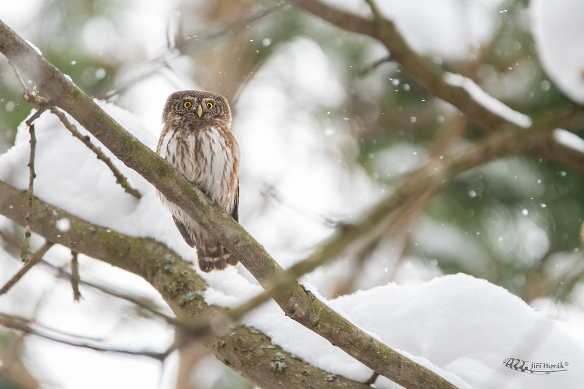 Kulíšek na sněhu | Glaucidium passerinum | Pygmy Owl