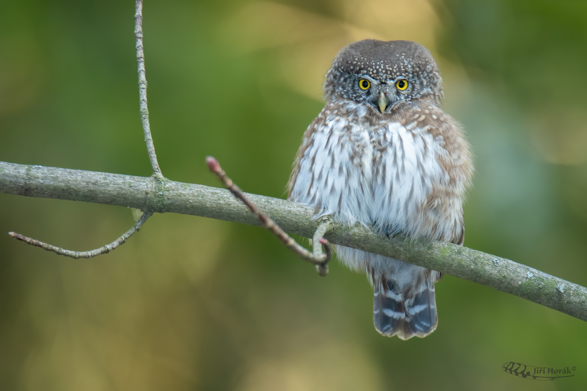 Kulíšek nejmenší | Glaucidium passerinum | Pygmy Owl