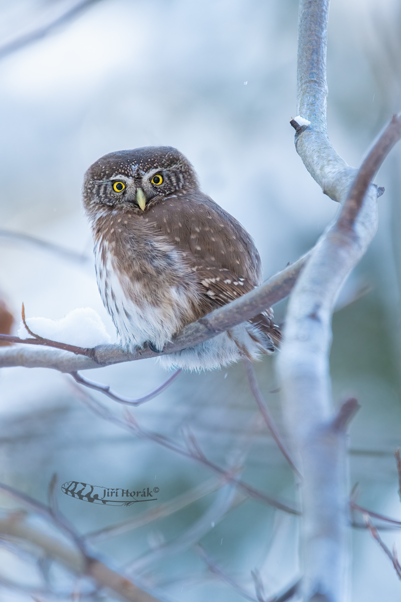 Kulíšek nejmenší | Glaucidium passerinum | Pygmy Owl