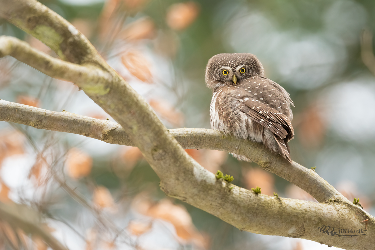 Kulíšek nejmenší | Glaucidium passerinum | Pygmy Owl