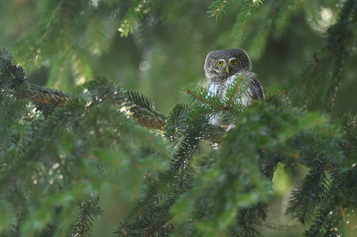 Kulíšek nejmenší | Glaucidium passerinum | Pygmy Owl