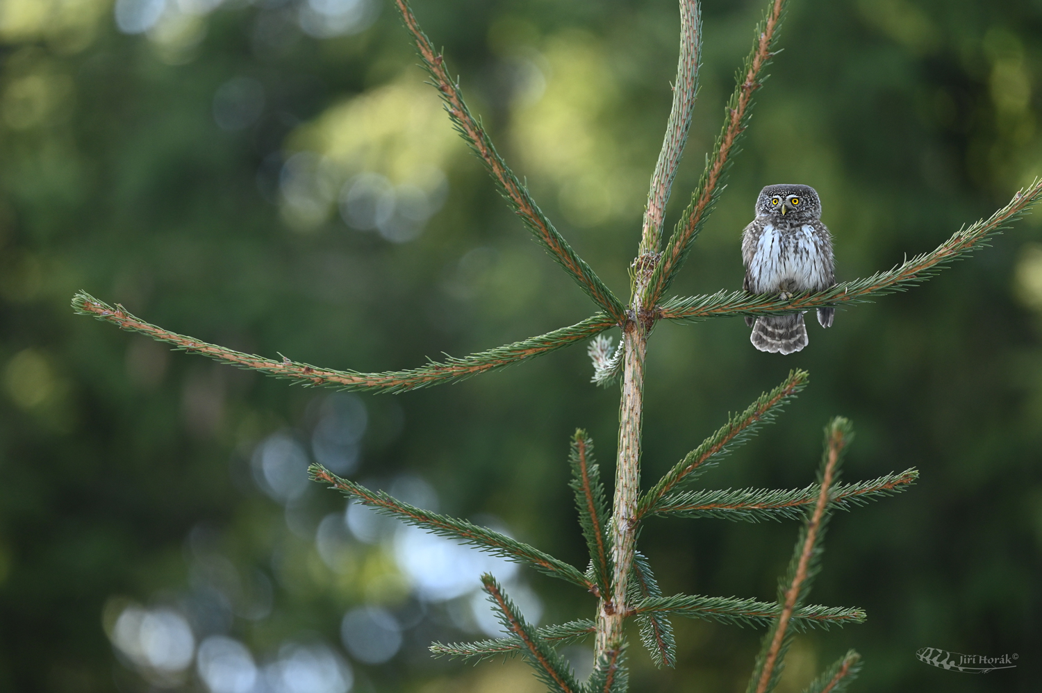 Kulíšek nejmenší | Glaucidium passerinum | Pygmy Owl