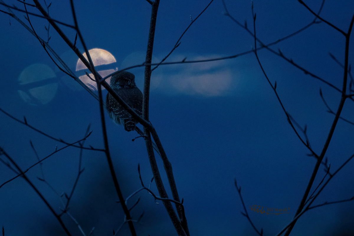 Kulíšek po setmění | Glaucidium passerinum