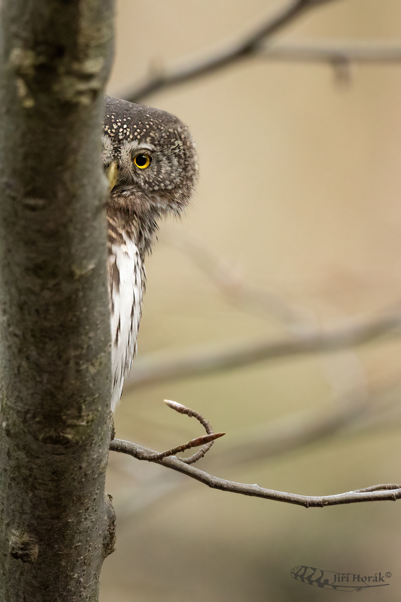 Kulíšek Tě vidí | Pygmy Owl