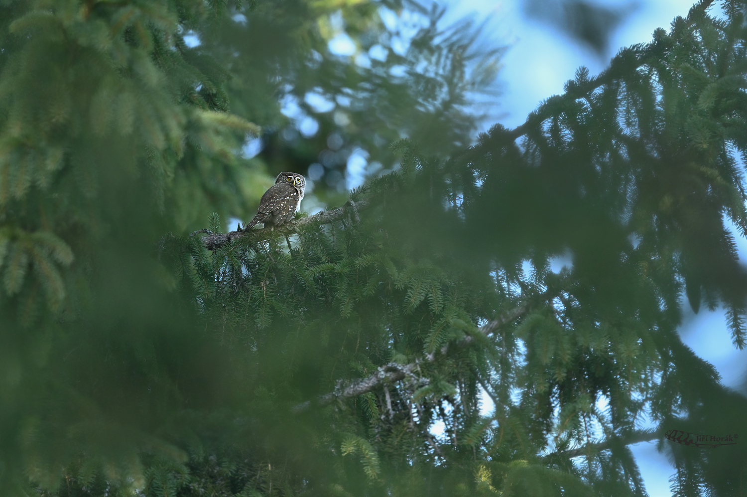 Kulíškova haluz | Glaucidium passerinum | Pygmy Owl