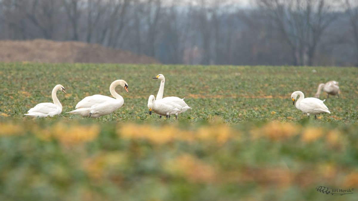 Labuť malá | Cygnus columbianus | Tundra Swan