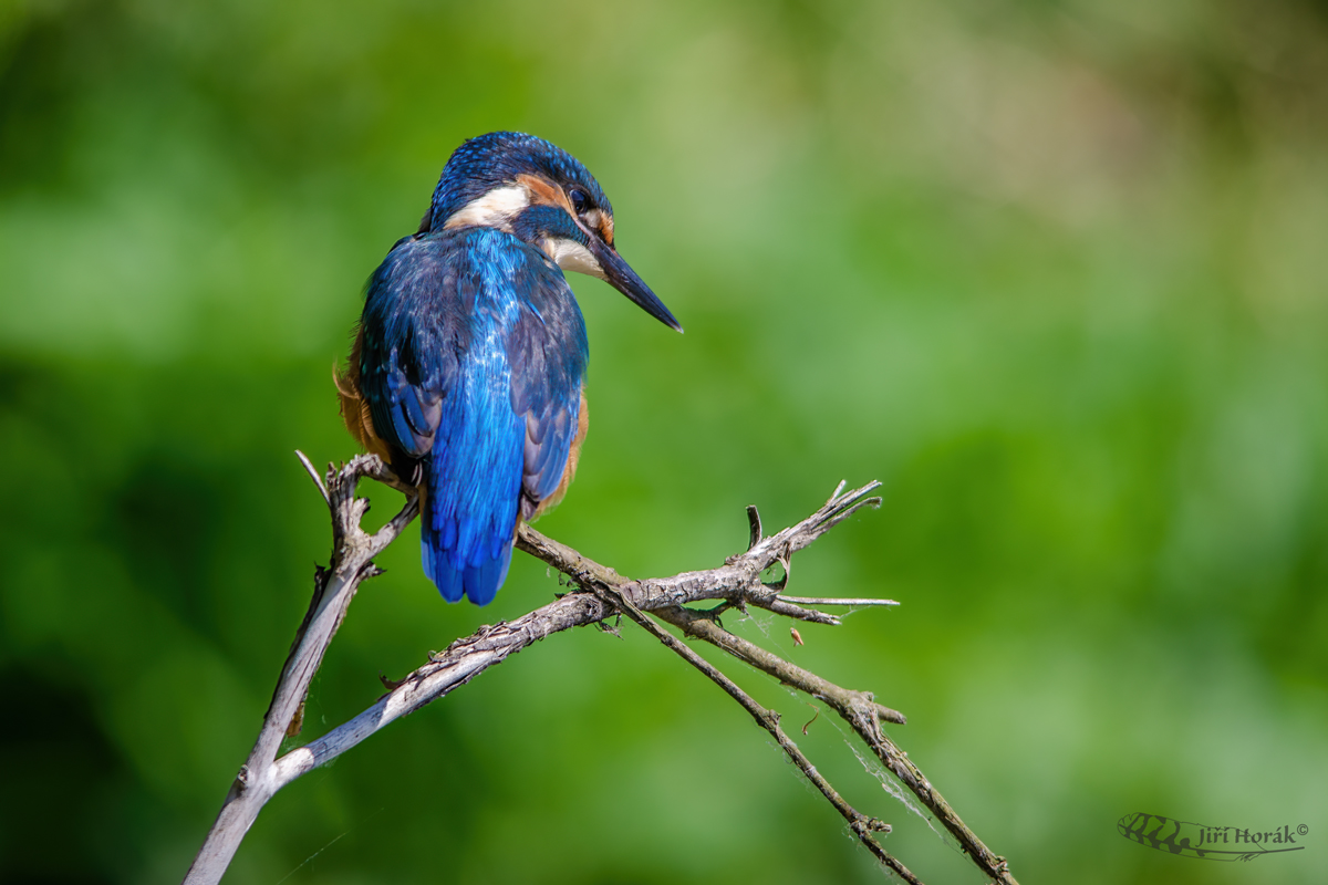 Ledňáček říční | Alcedo atthis | Common Kingfisher