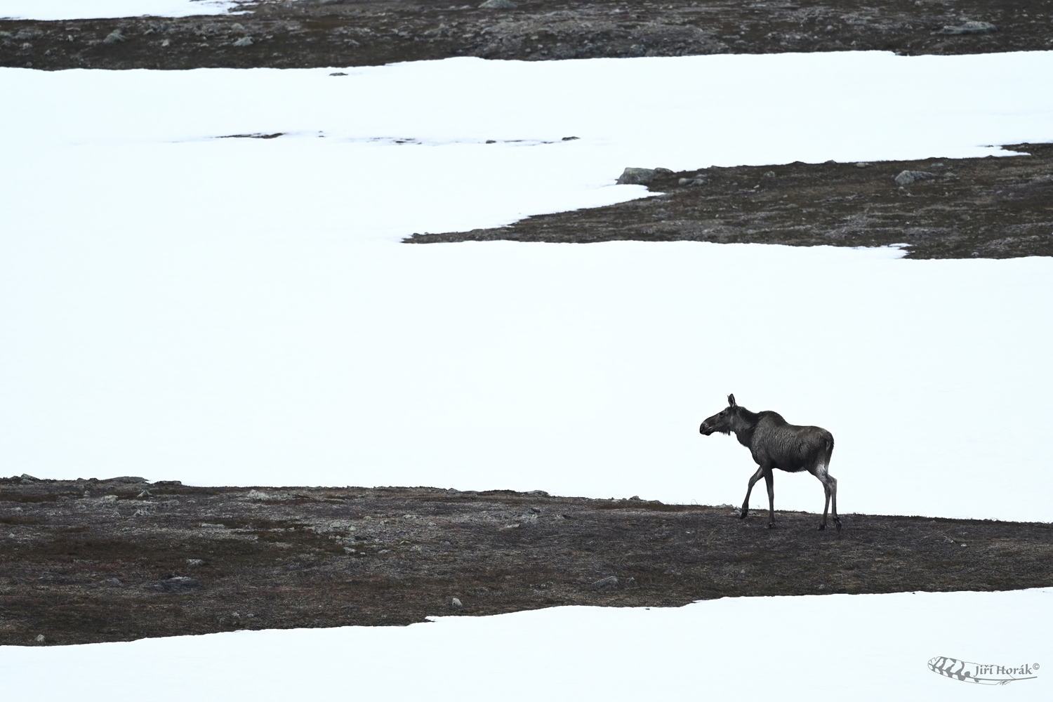 Los evropský | Alces alces | European moose