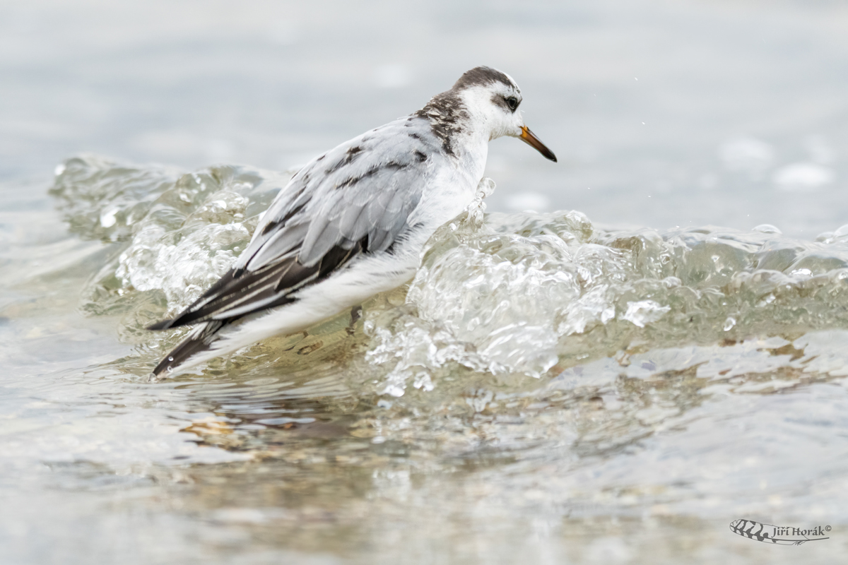 Lyskonoh ploskozobý | Phalaropus fulicarius | Red Phalarope