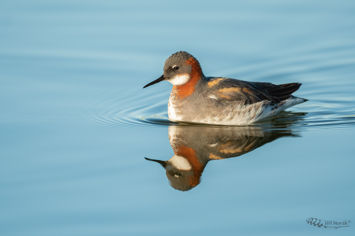 Lyskonoh úzkozobý | Phalaropus lobatus | Red-necked Phalarope