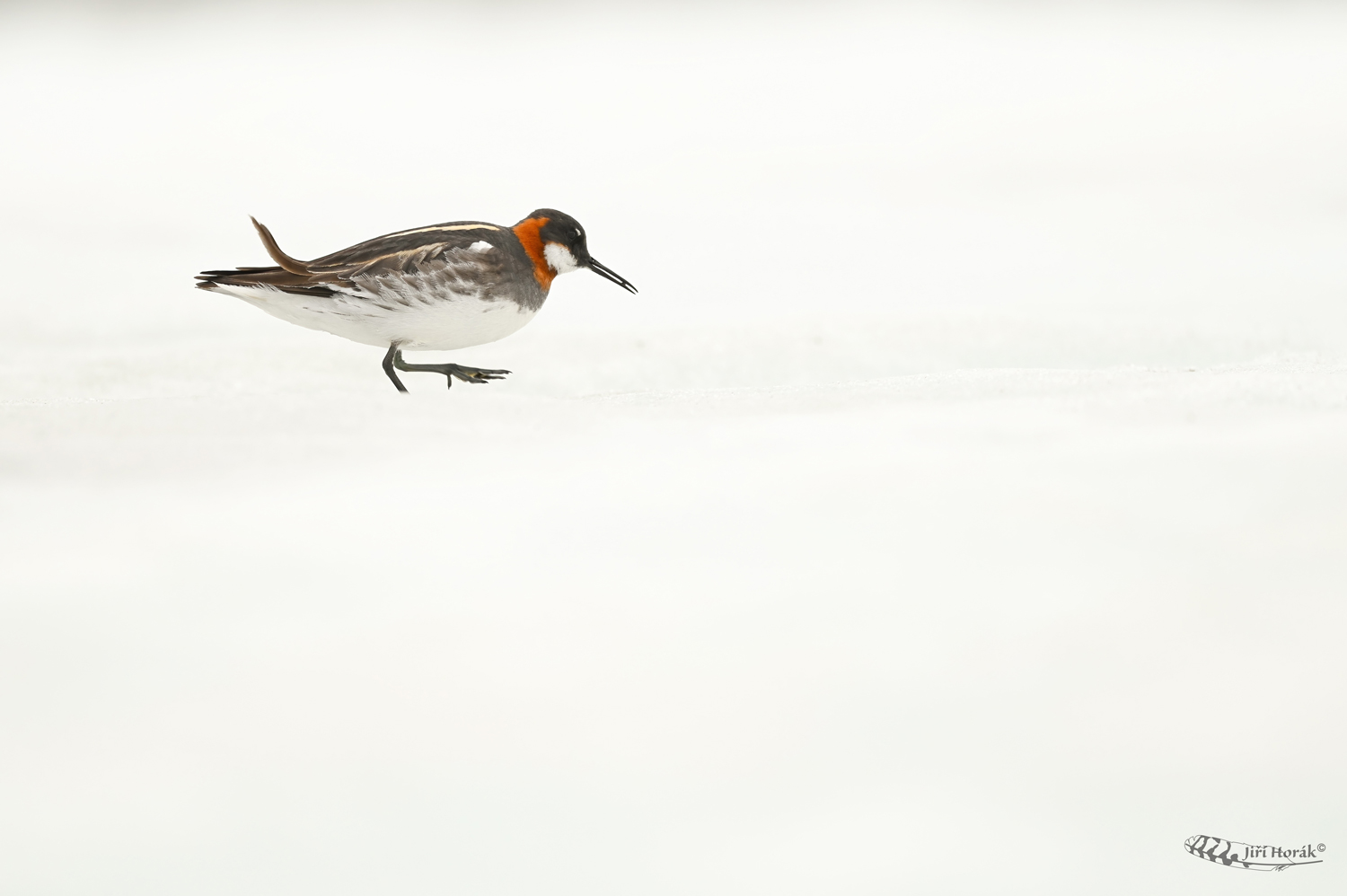 Lyskonoh úzkozobý | Phalaropus lobatus | Red-necked Phalarope