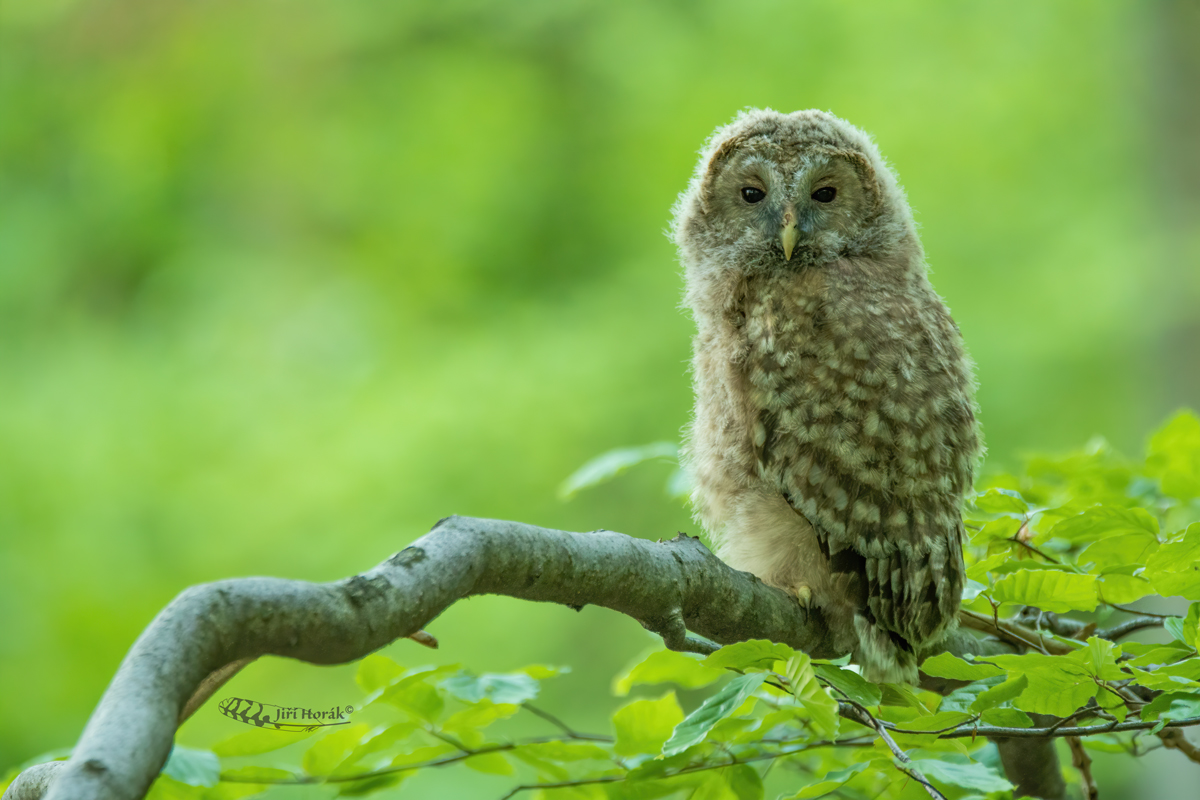 Mládě uralky | Strix uralensis | Ural Owl