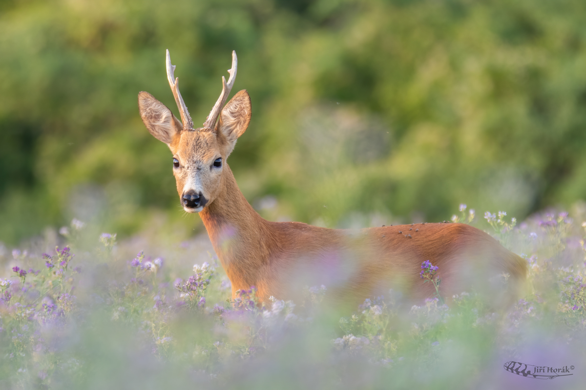 Mladý Srnec | Capreolus capreolus | Roe Deer