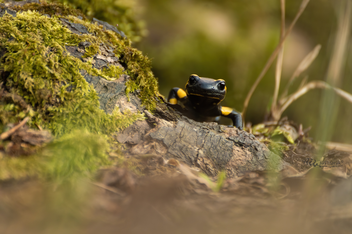 Mlok skvrnitý | Salamandra salamandra | Fire salamander