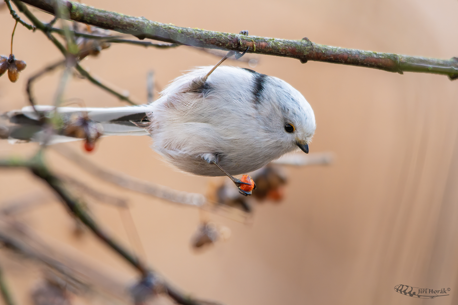 Mlynařík akrobat | Aegithalos caudatus | Long-tailed Tit