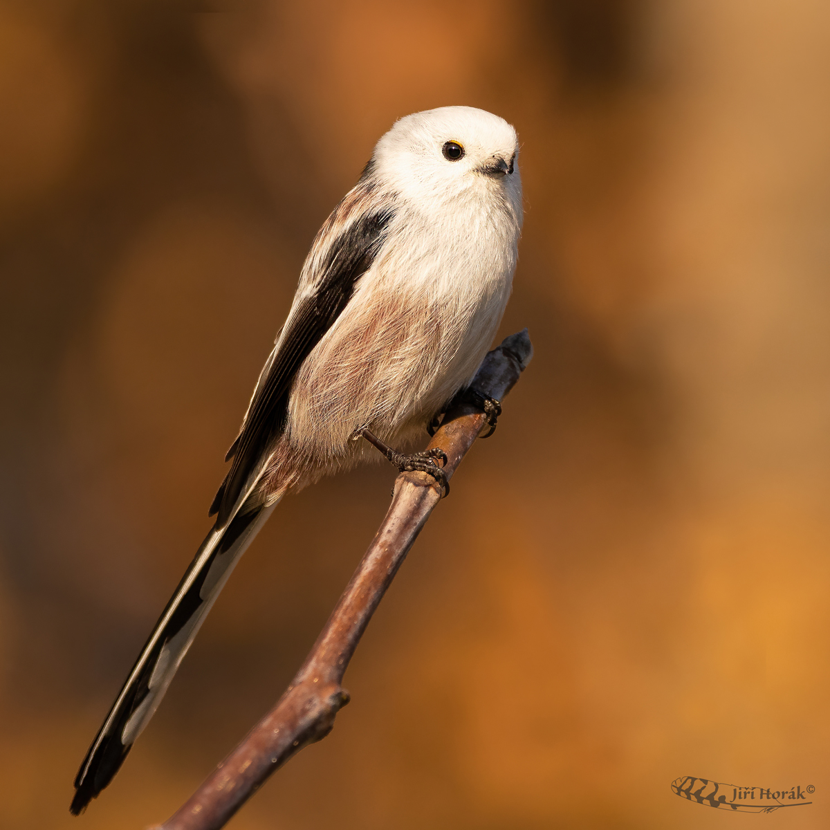 Mlynařík dlouhoocasý | Aegithalos caudatus | Long-tailed Tit