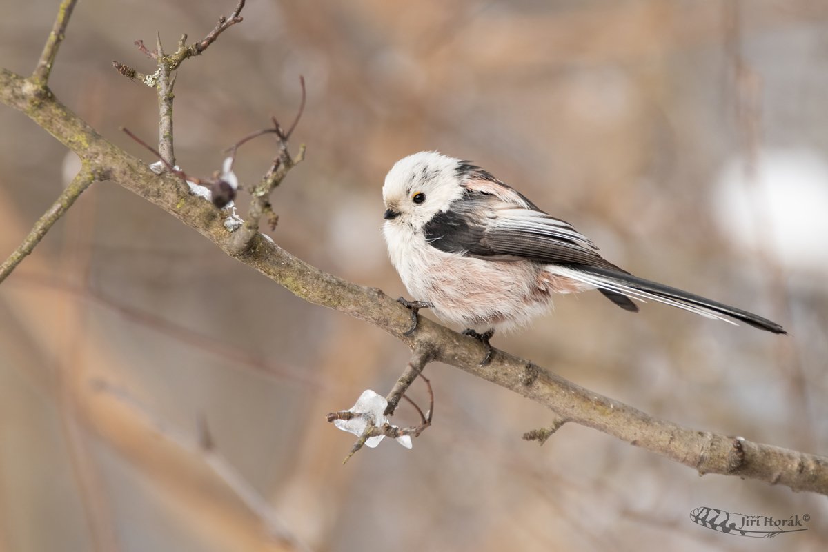 Mlynařík dlouhoocasý | Aegithalos caudatus | Long-tailed Tit