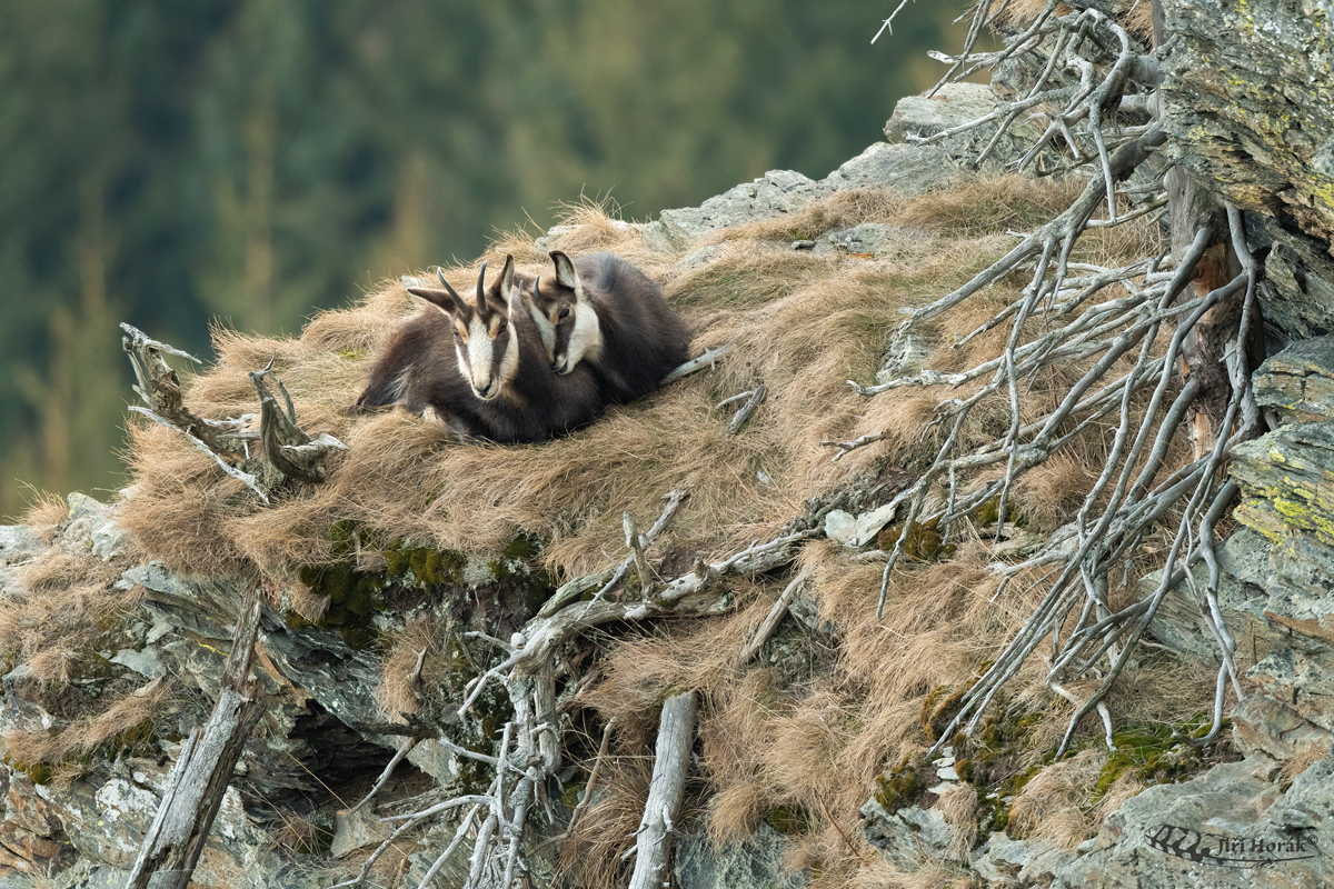 Odpočinek | Rupicapra rupicapra | Chamois