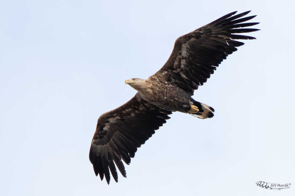 Orel mořský | Haliaeetus albicilla | White-tailed Eagle