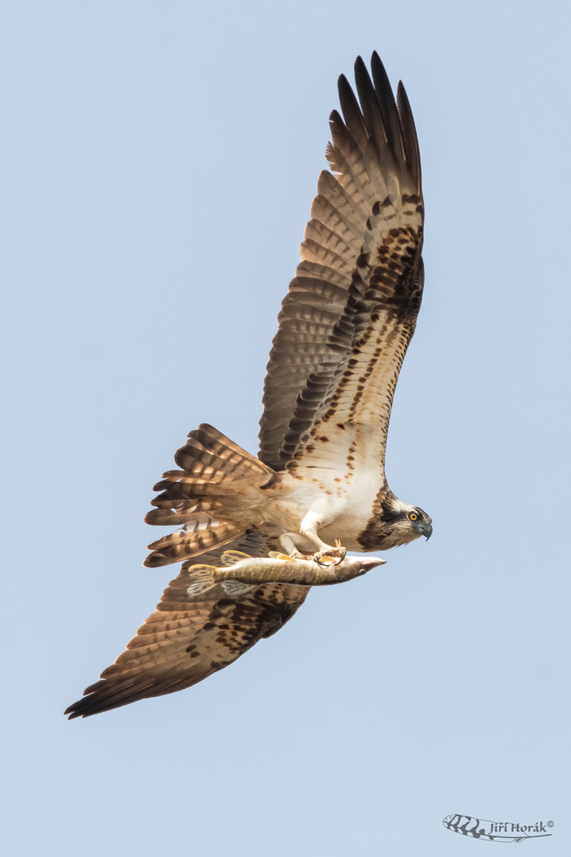 Orlovec říční | Pandion haliaetus | Osprey