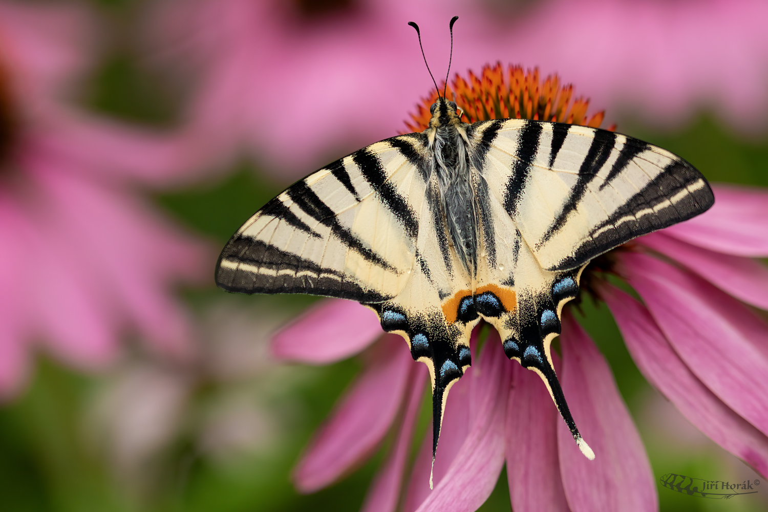 Otakárek ovocný na echinacea