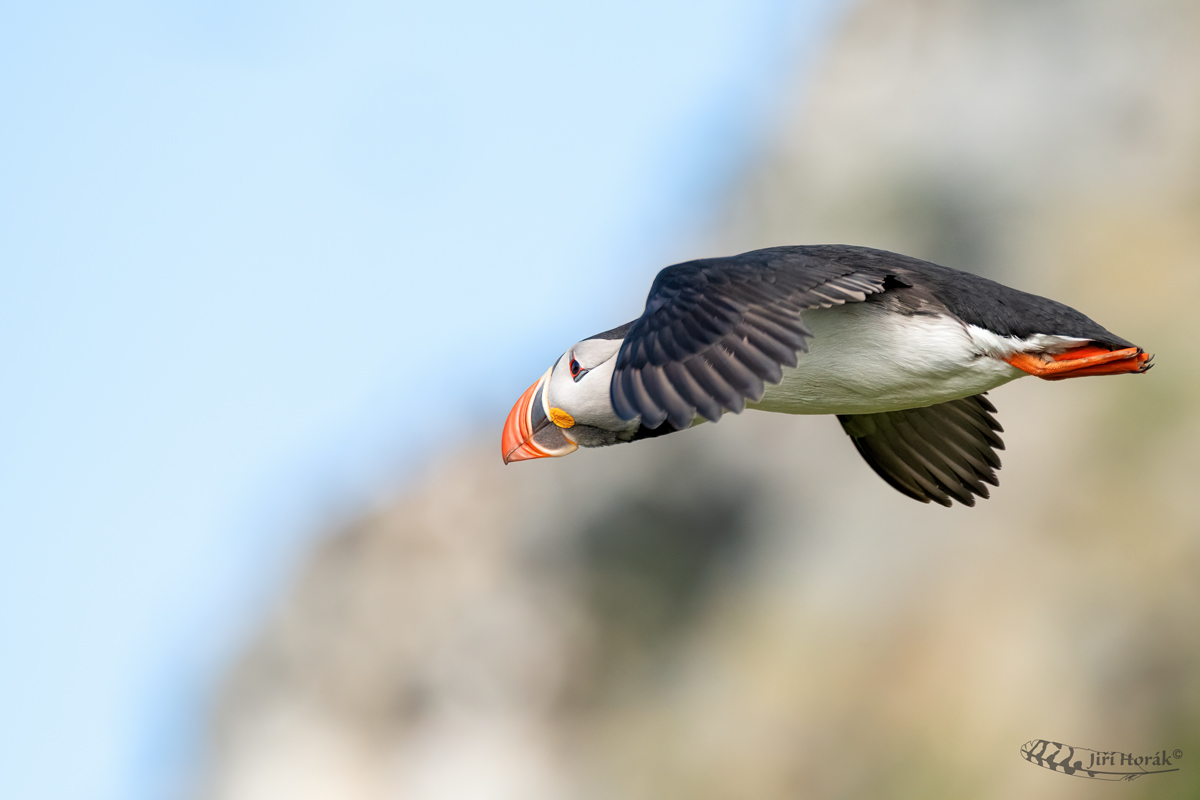 Papuchalk severní | Fratercula arctica | Atlantic puffin