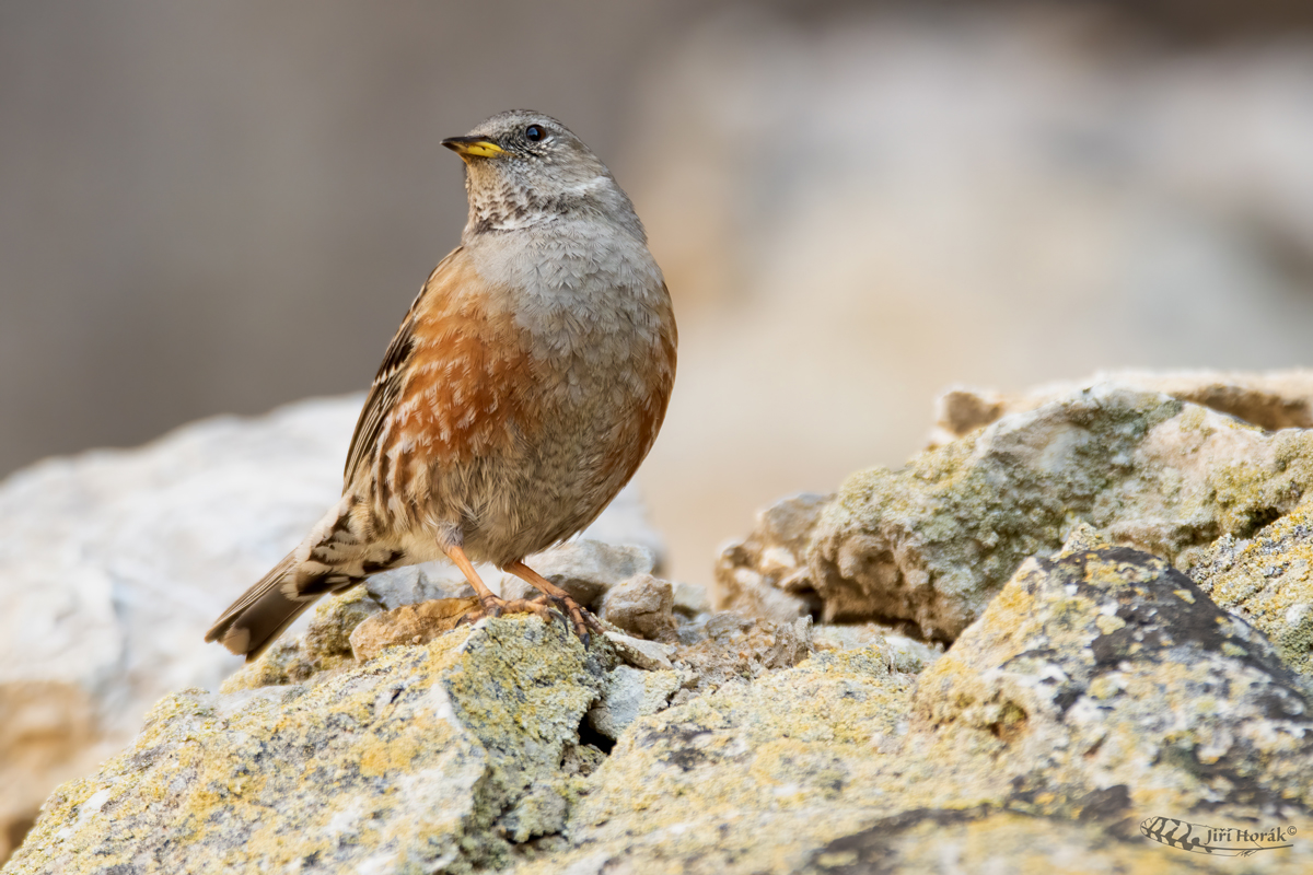 Pěvuška podhorní | Prunella collaris | Alpine Accentor