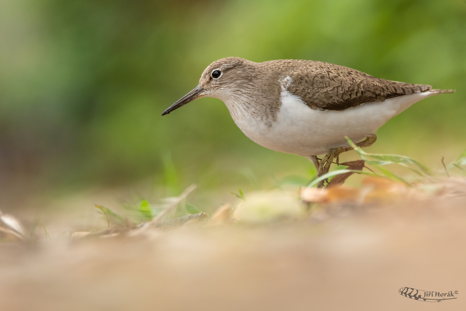 Pisík obecný | Actitis hypoleucos | Common Sandpiper