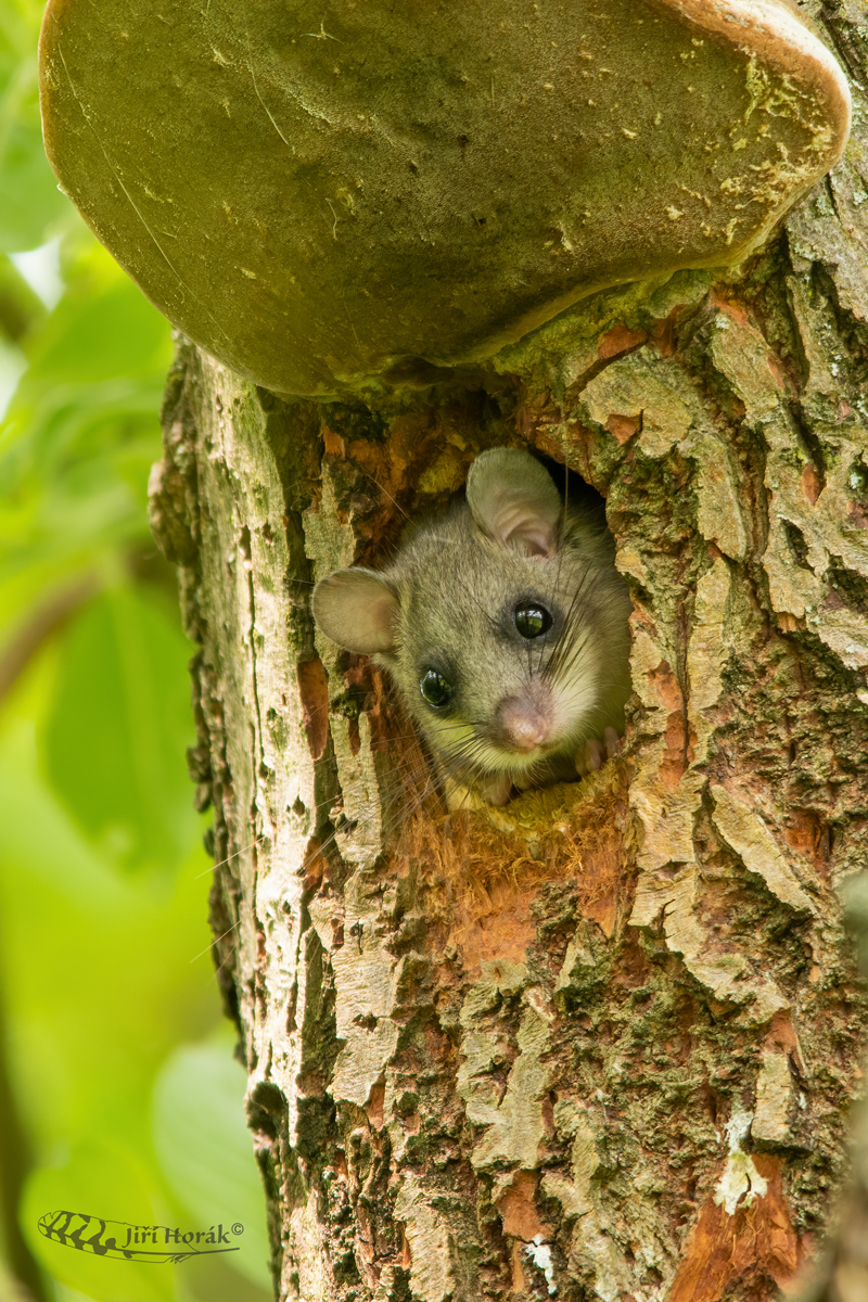 Plch velký | Glis glis