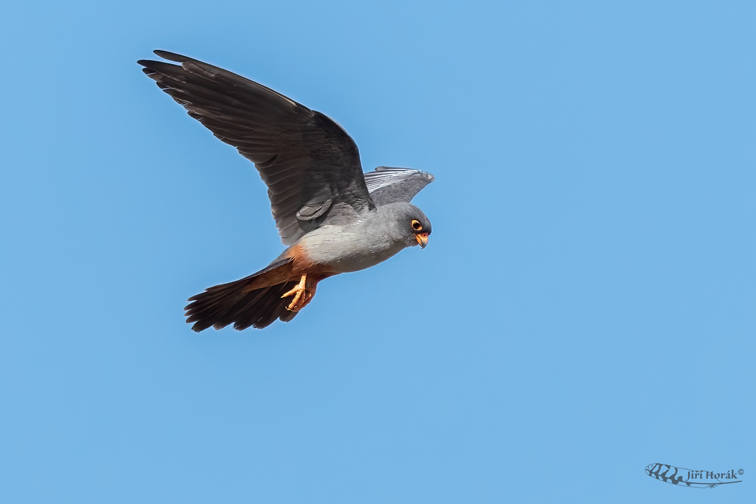 Poštolka rudonohá | Falco vespertinus | Red-footed Falcon
