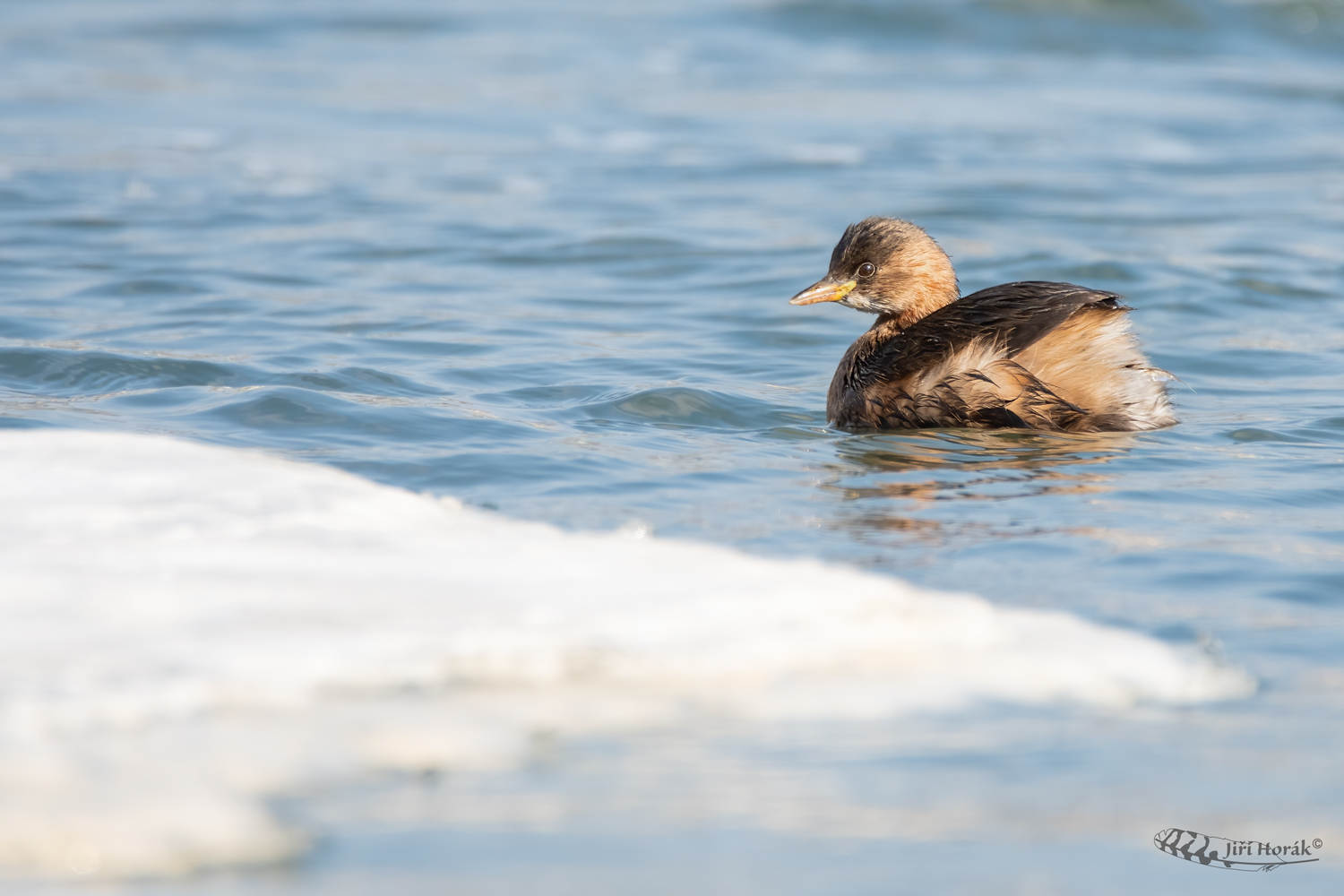 Potápka malá | Tachybaptus ruficollis | Little Grebe