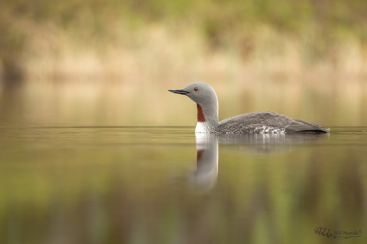 Potáplice malá | Gavia stellata | Red-throated Loon