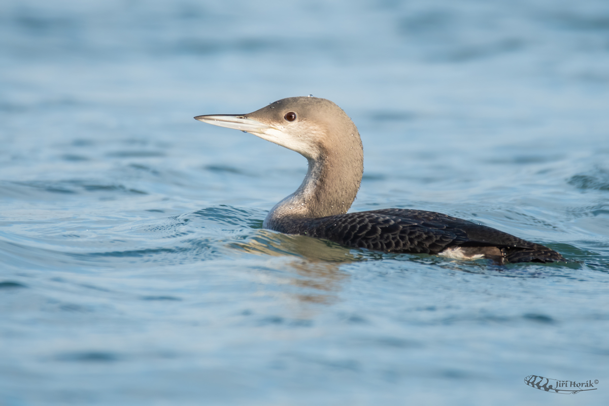 Potáplice severní | Gavia arctica | Black-throated Loon