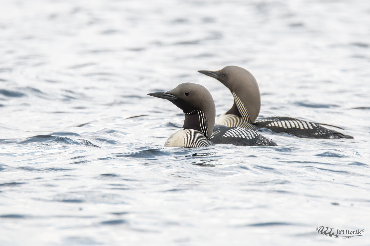 Potáplice severní | Gavia arctica | Black-throated Loon