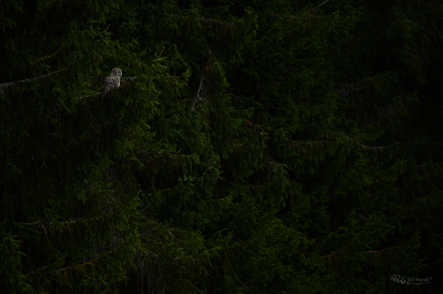 Přerostlá bludička | Strix uralensis | Ural Owl