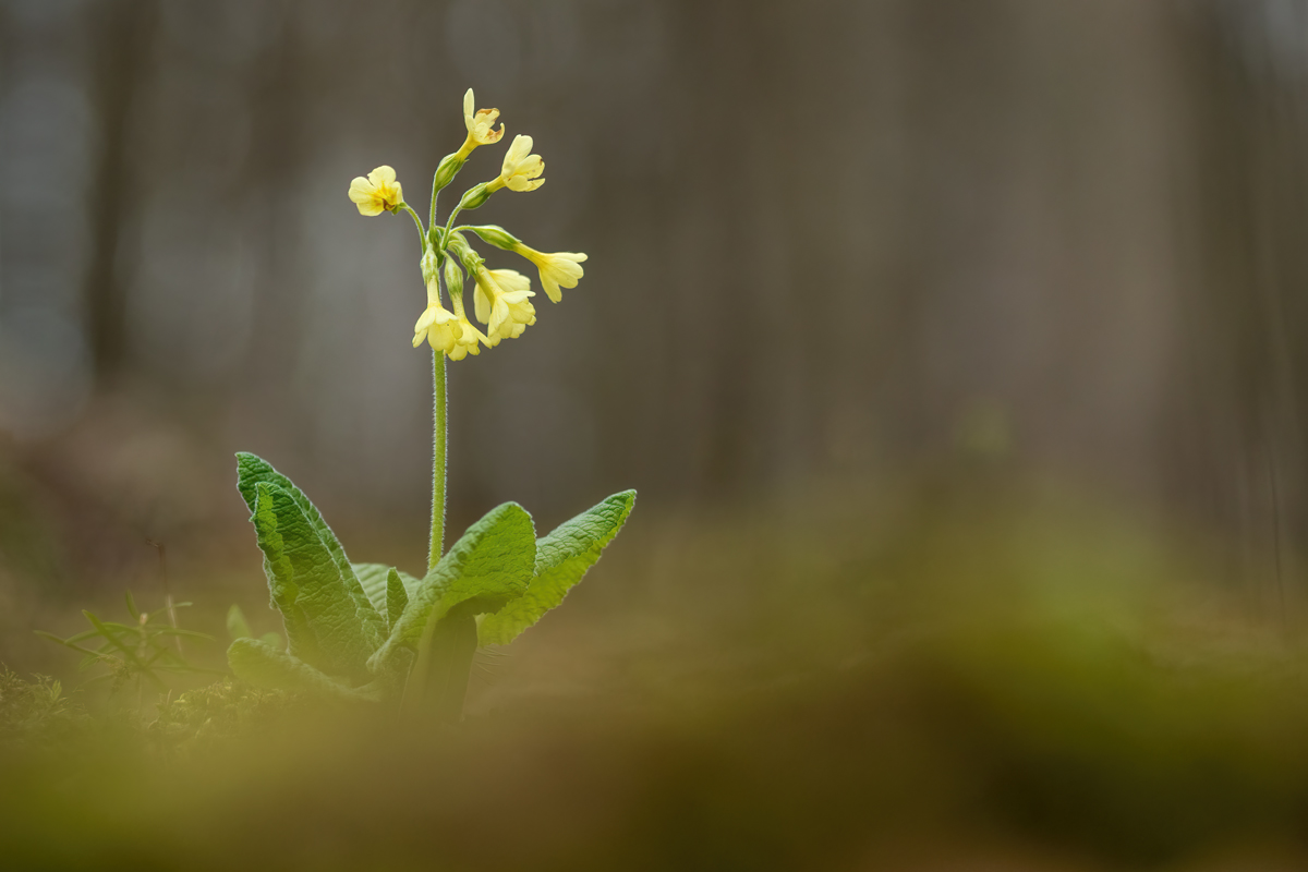 Prvosenka vyšší | Primula elatior