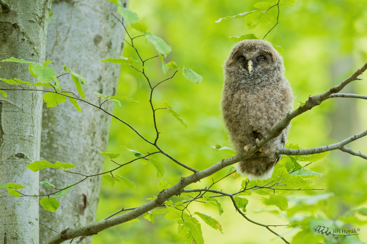 Puštík bělavý mládě | Strix uralensis | Ural Owl