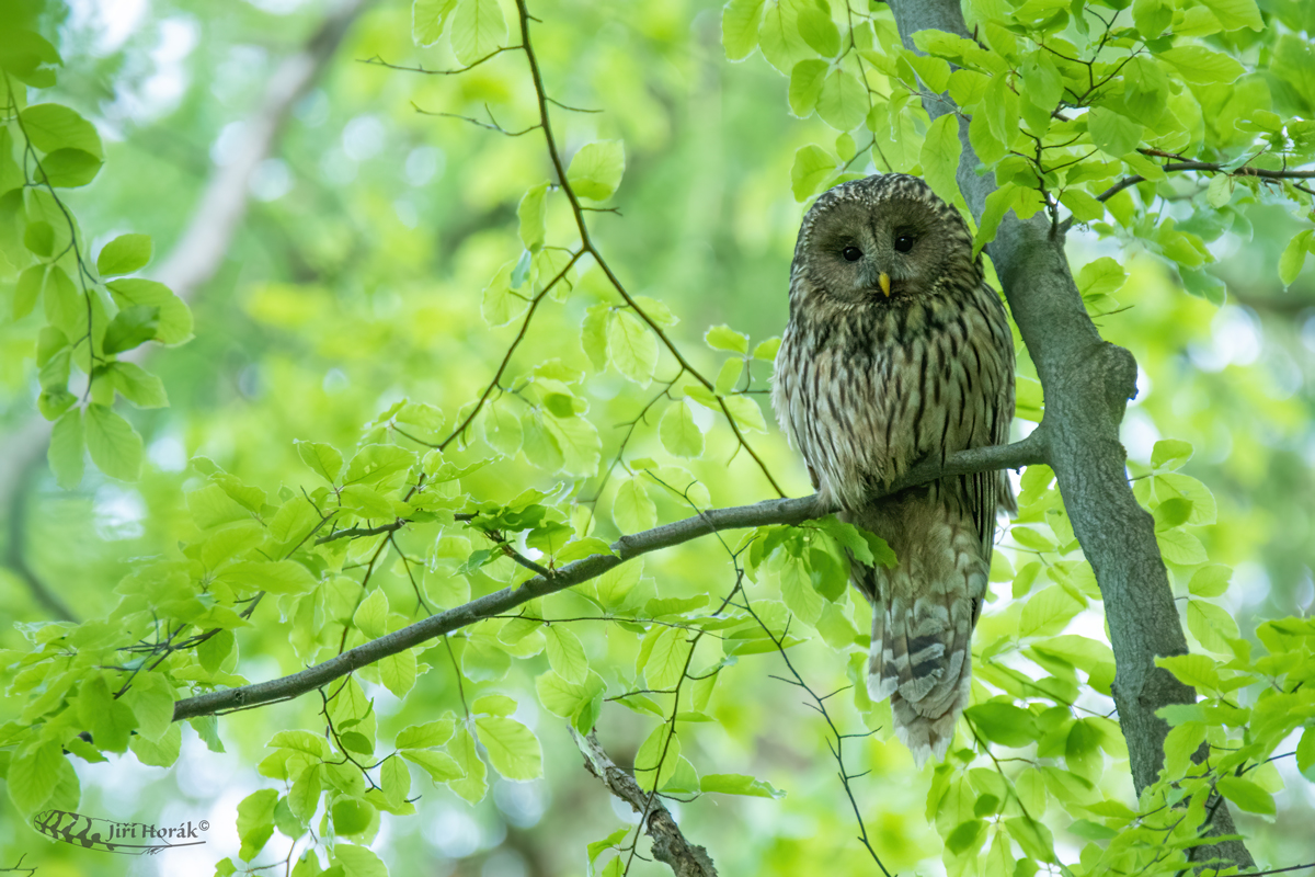 Puštík bělavý samice | Strix uralensis | Ural Owl
