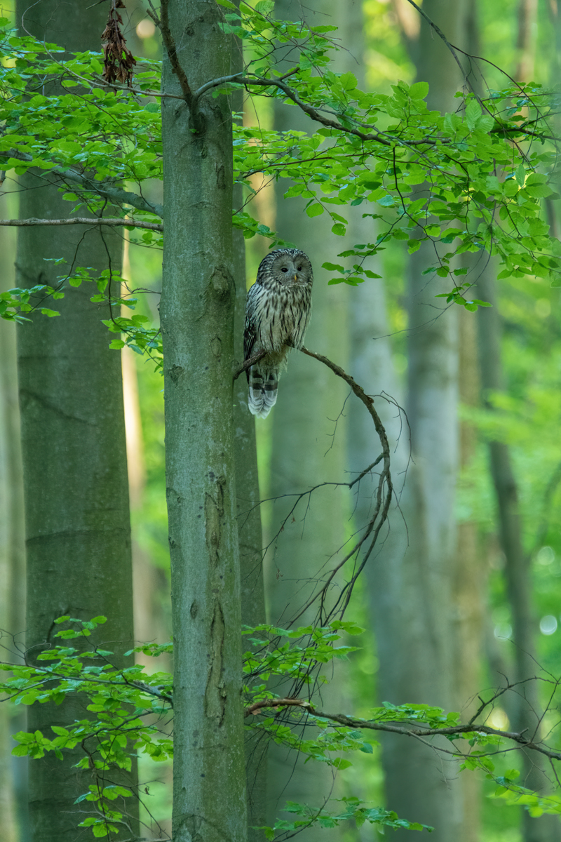 Puštík bělavý | Strix uralensis | Ural Owl