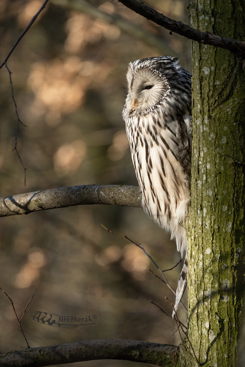 Puštík bělavý | Strix uralensis | Ural Owl