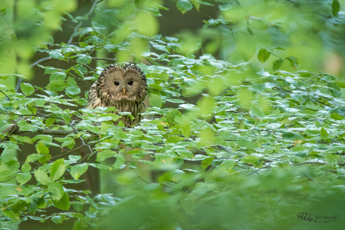 Puštík bělavý | Strix uralensis | Ural Owl